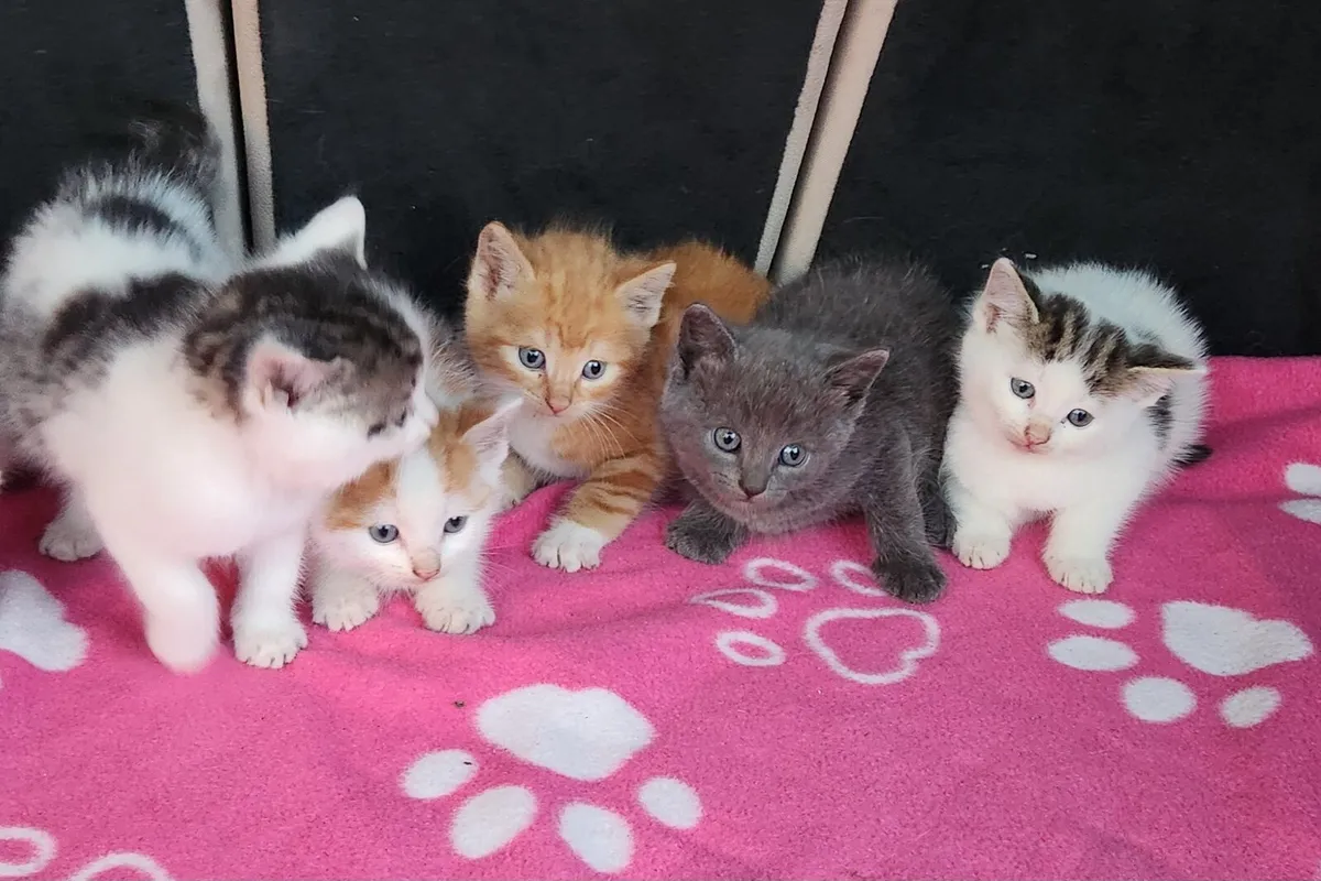 Kittens - Image 2