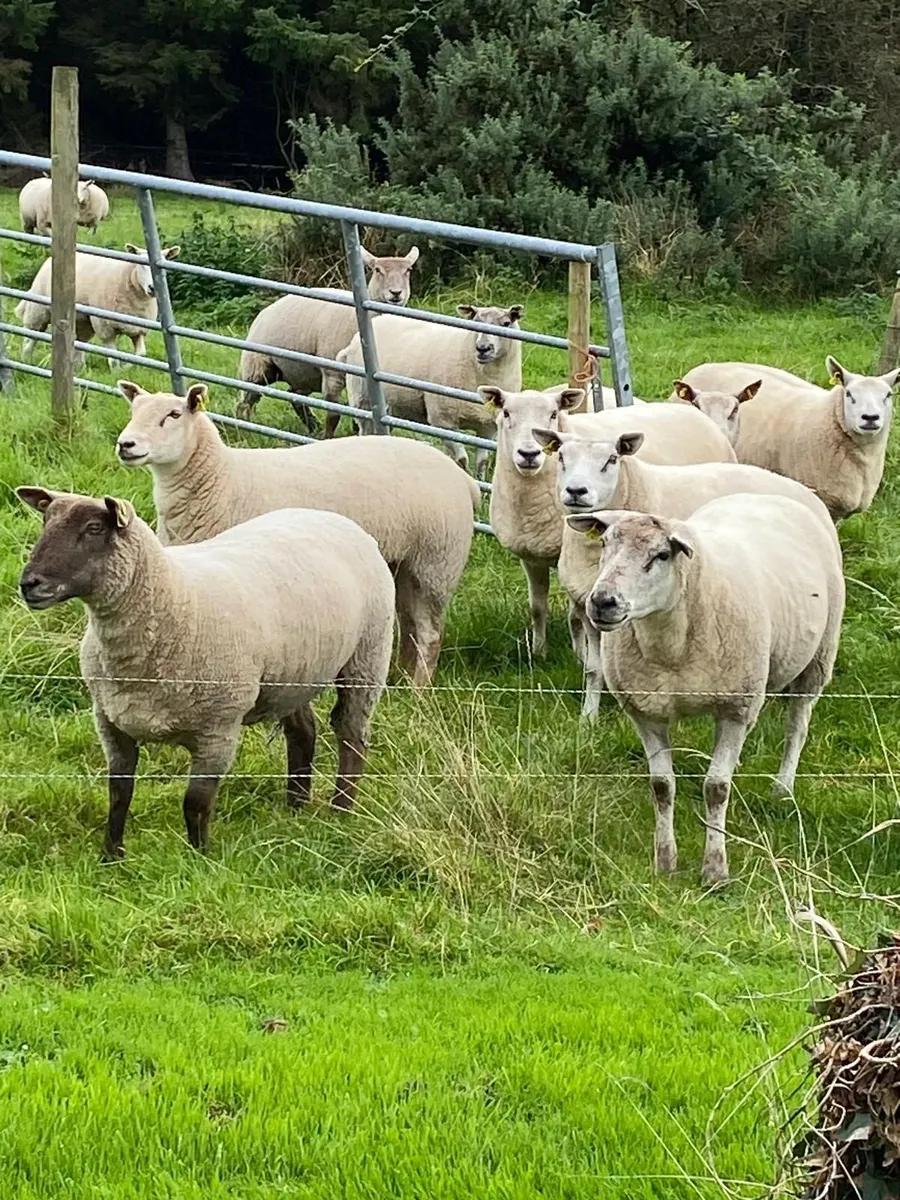 Texel sheep for sale - Image 1