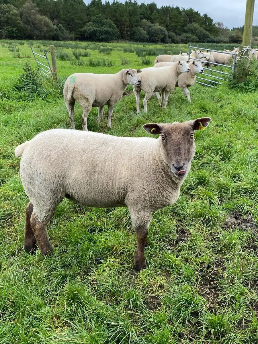 Texel sheep for sale - Image 3