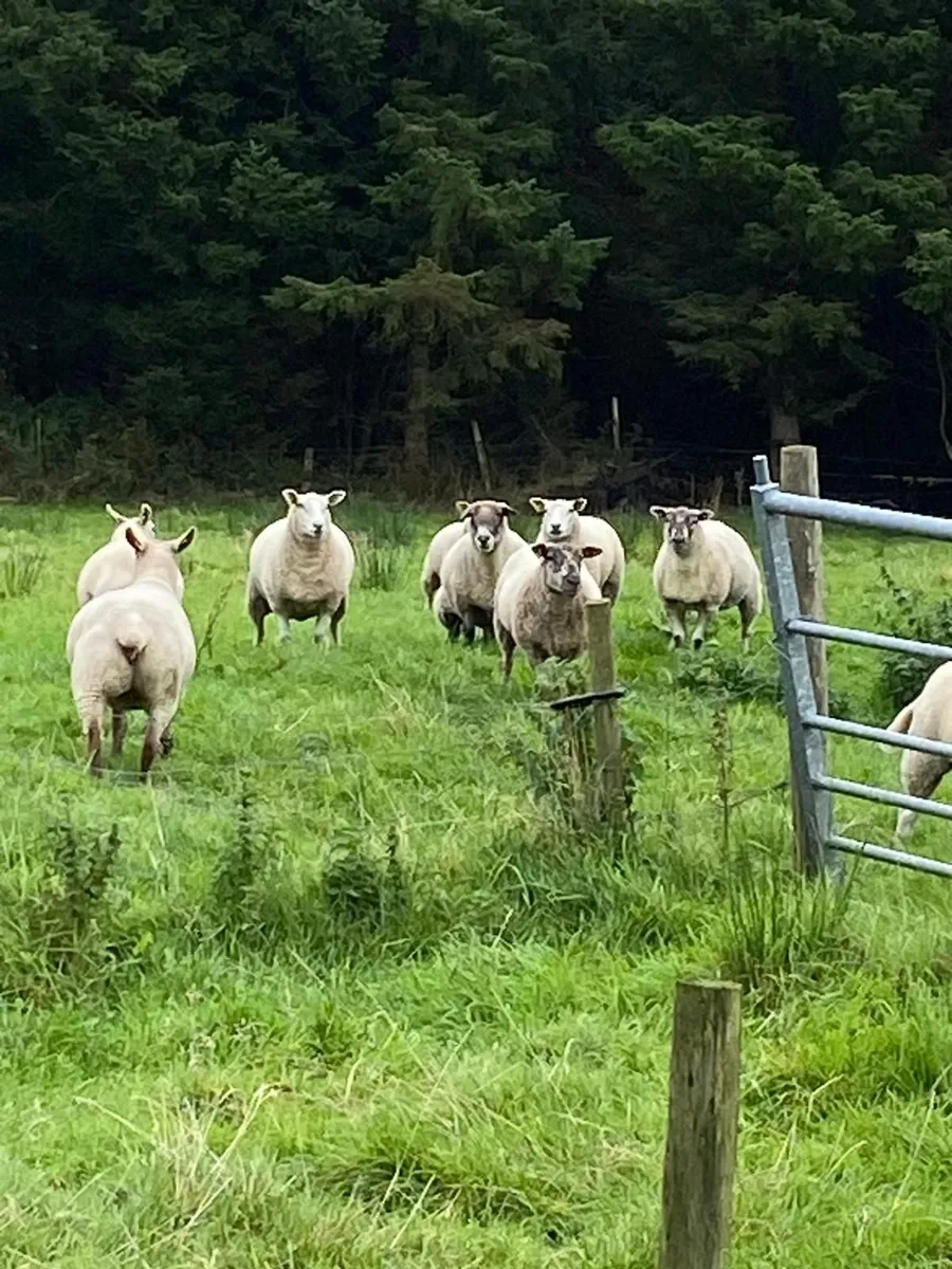 Texel sheep for sale - Image 4