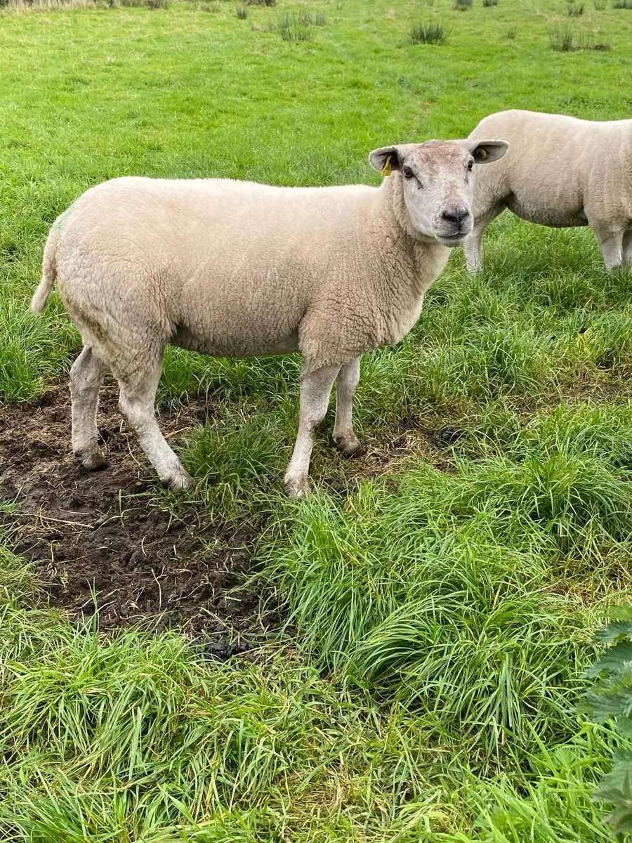 Texel sheep for sale - Image 2