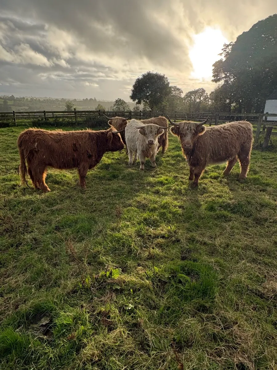 Highland Heifers organic - Image 1