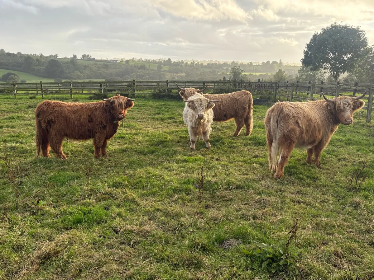 Highland Heifers organic - Image 2