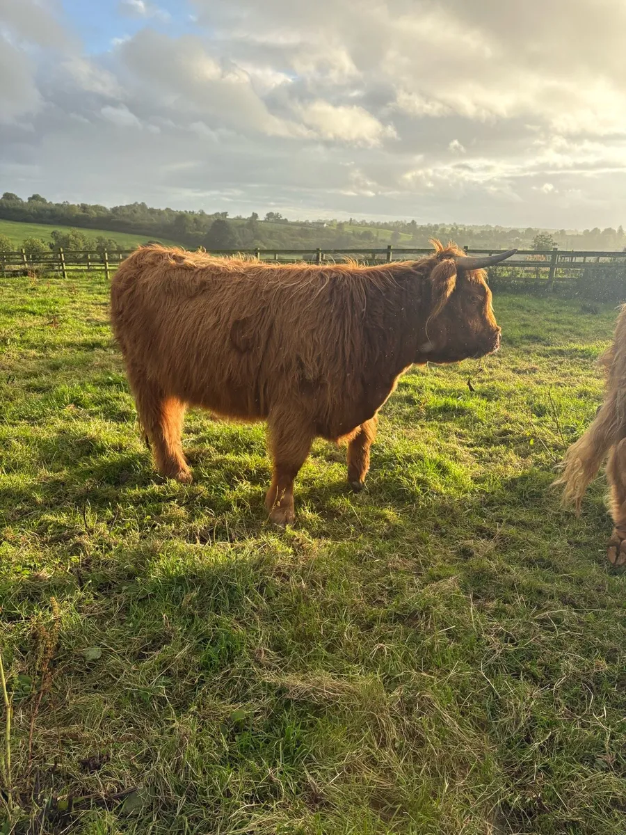 Highland Heifers organic - Image 4