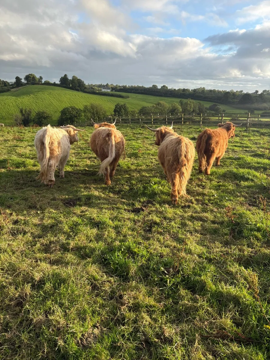 Highland Heifers organic - Image 3