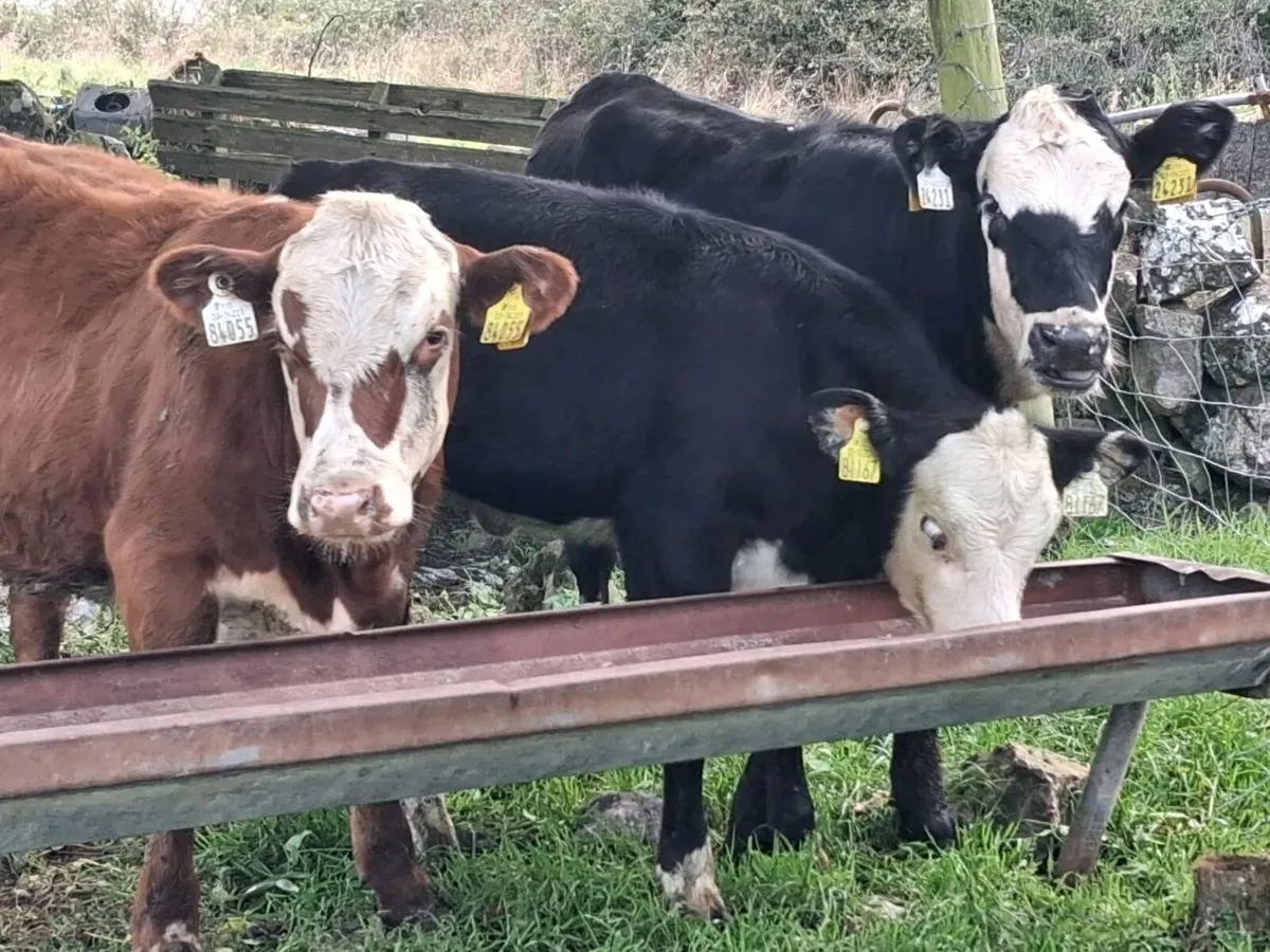 3 Hereford Heifer Weanlings - Image 3