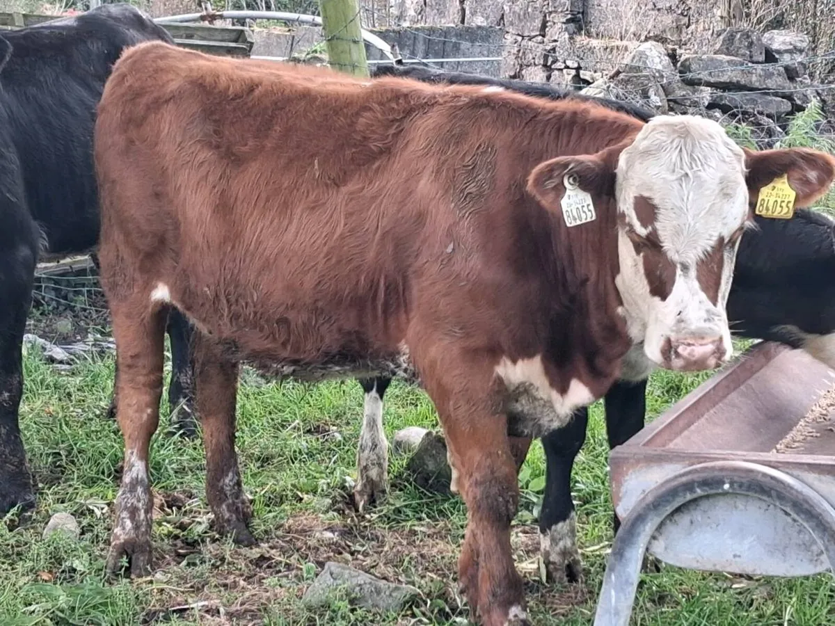 3 Hereford Heifer Weanlings - Image 4