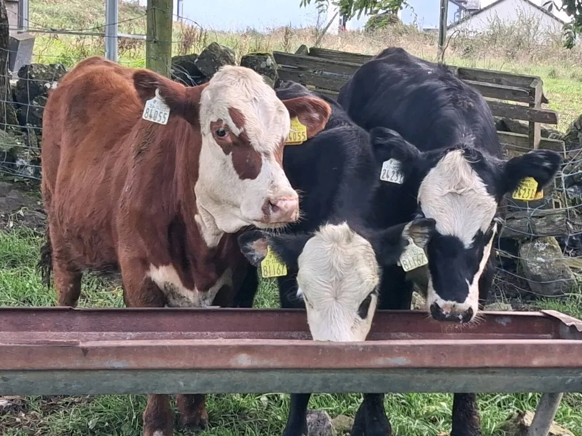 3 Hereford Heifer Weanlings - Image 1