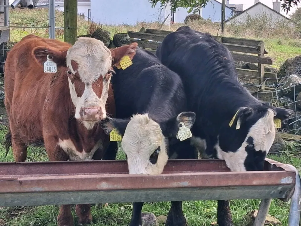 3 Hereford Heifer Weanlings - Image 2