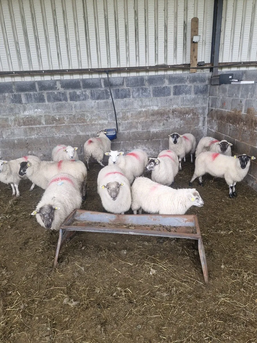 Cross bred ewe lambs - Image 1