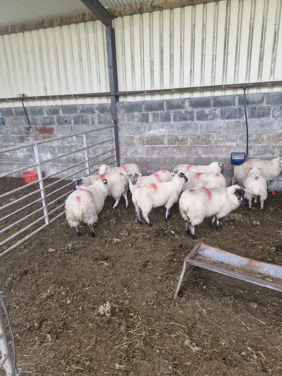 Cross bred ewe lambs - Image 3