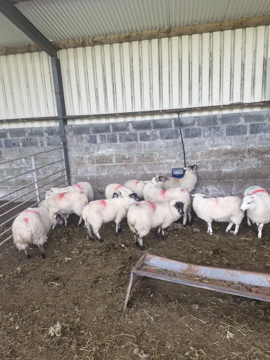 Cross bred ewe lambs - Image 2