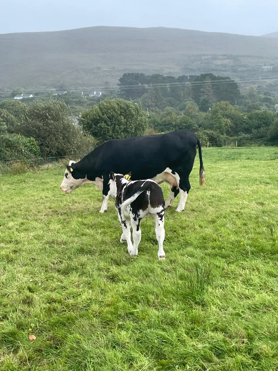 Cow and bull calf  - Castleisland mart 23rd - Image 2