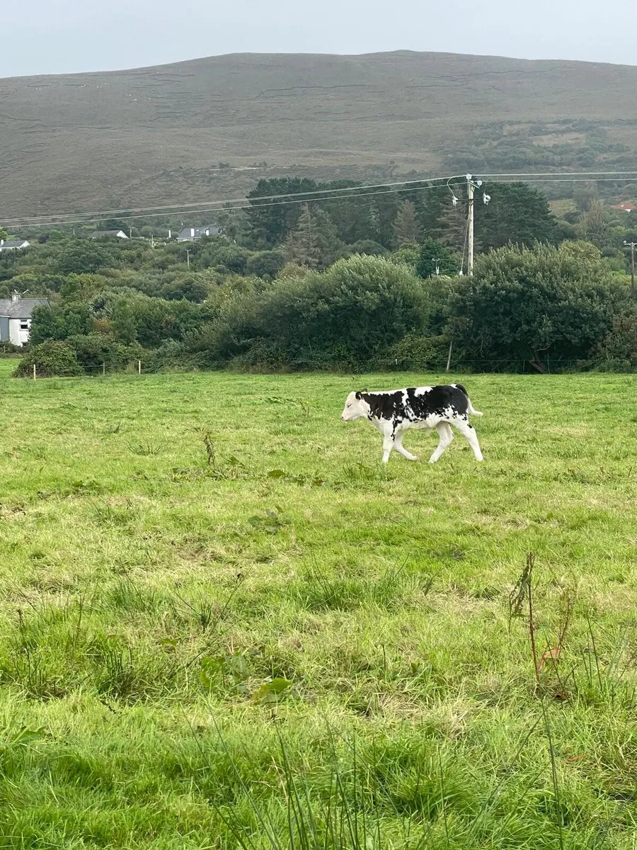 Cow and bull calf  - Castleisland mart 23rd - Image 3