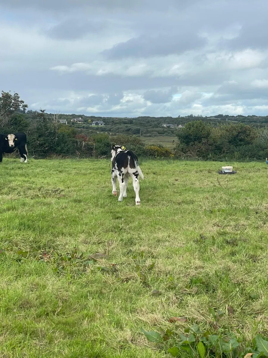 Cow and bull calf  - Castleisland mart 23rd - Image 4