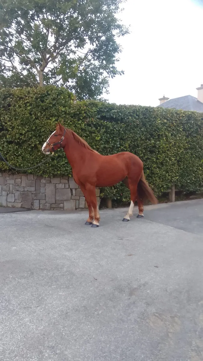 Smashing 2 year old Gelding - Image 2