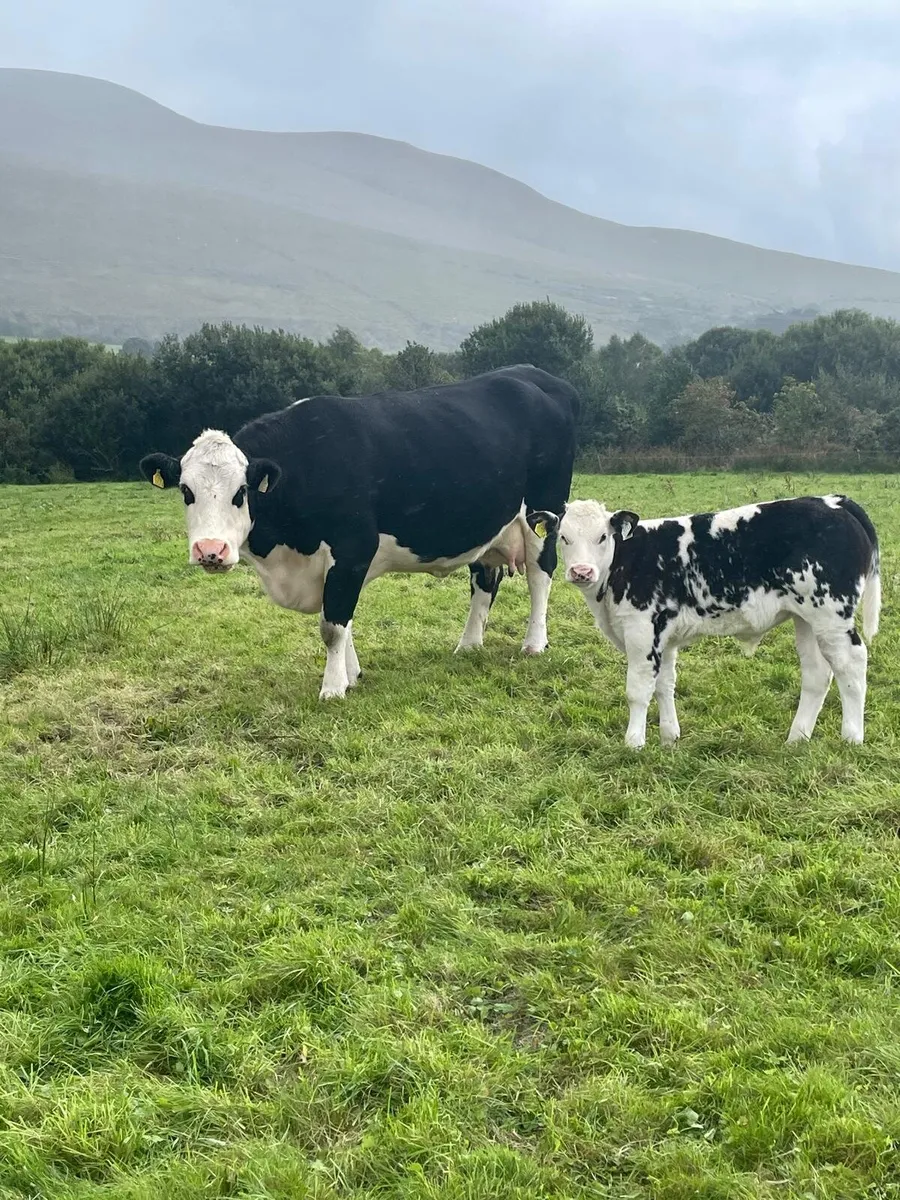 Cow and bull calf  - Castleisland mart 23rd - Image 1