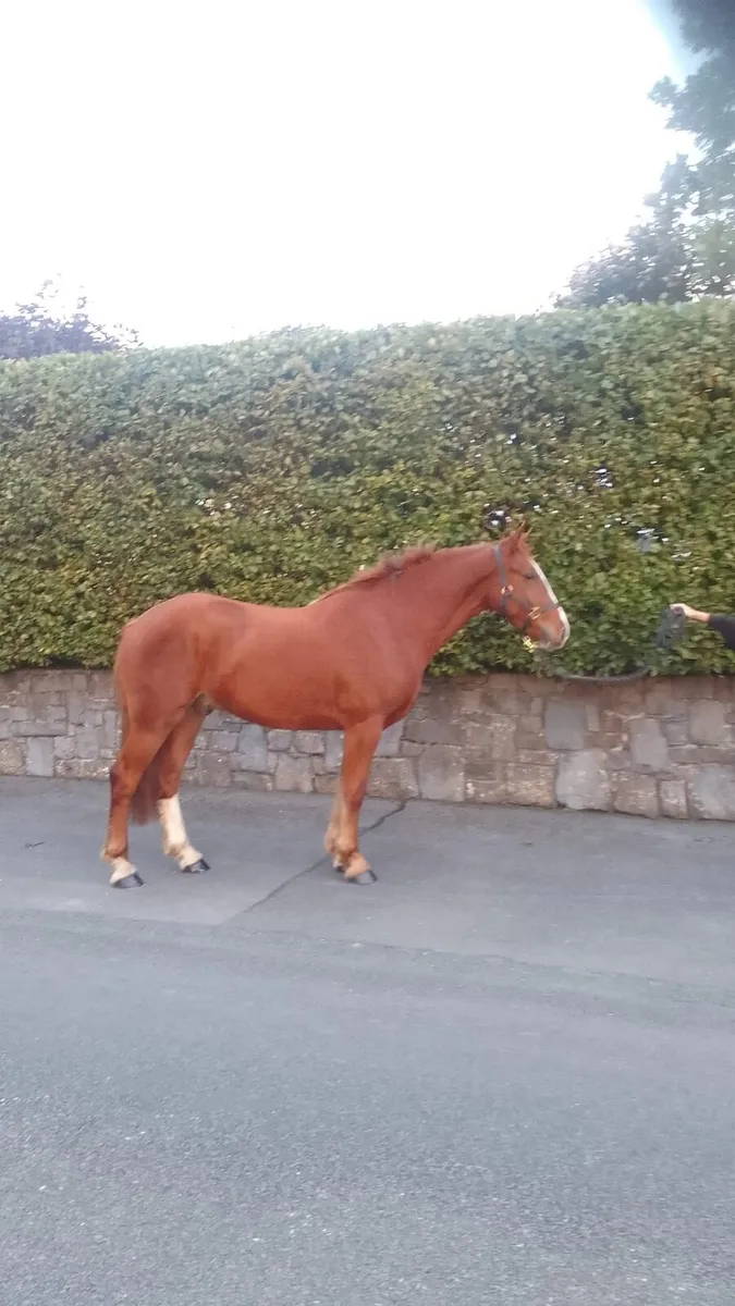 Smashing 2 year old Gelding - Image 3