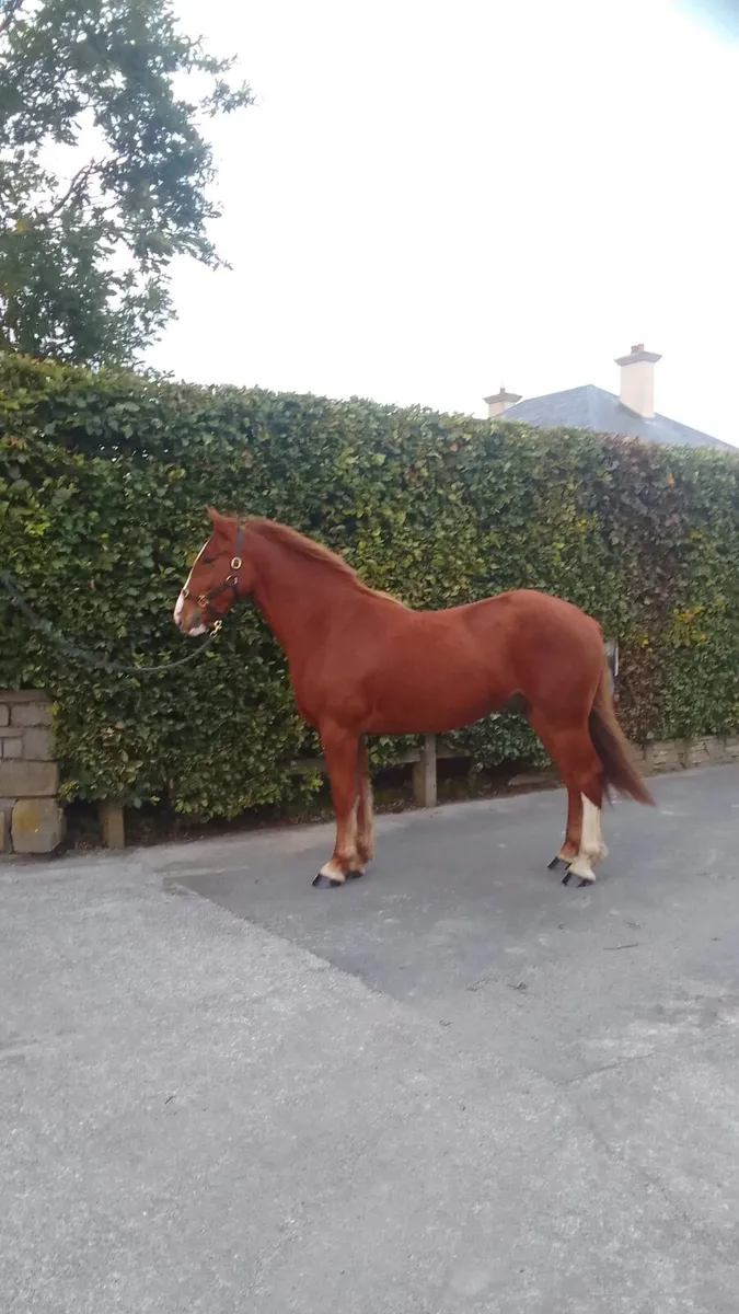 Smashing 2 year old Gelding - Image 1