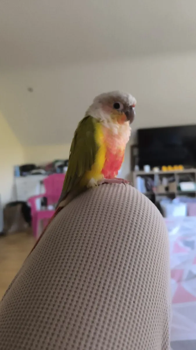 Parrot  and cages for Sale. €600 ono - Image 1