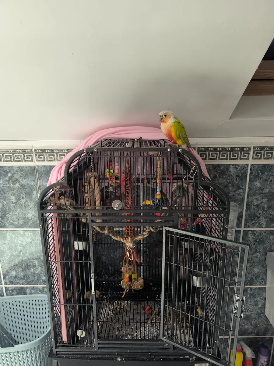 Parrot  and cages for Sale. €600 ono - Image 2