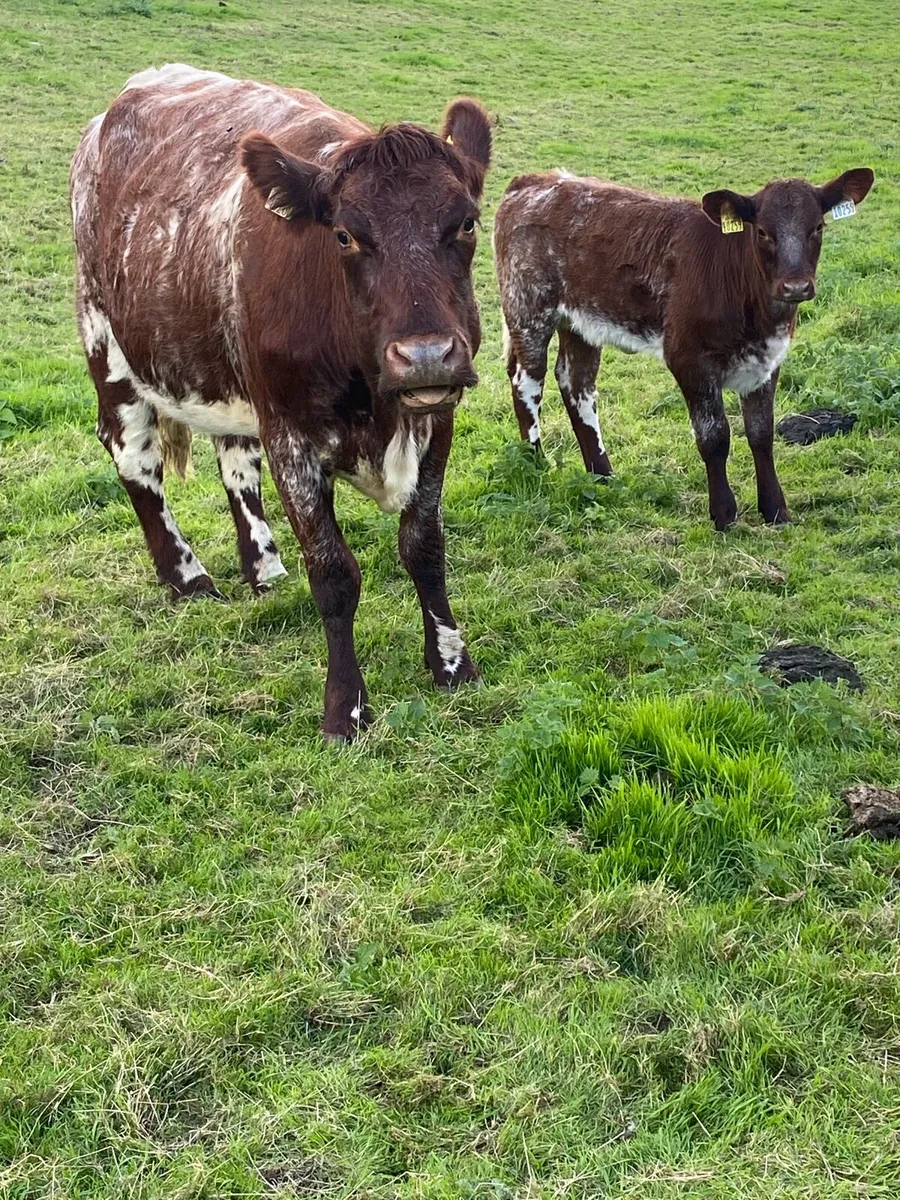 🌟CRACKING SHORTHORN SUCKLER 🌟 - Image 1