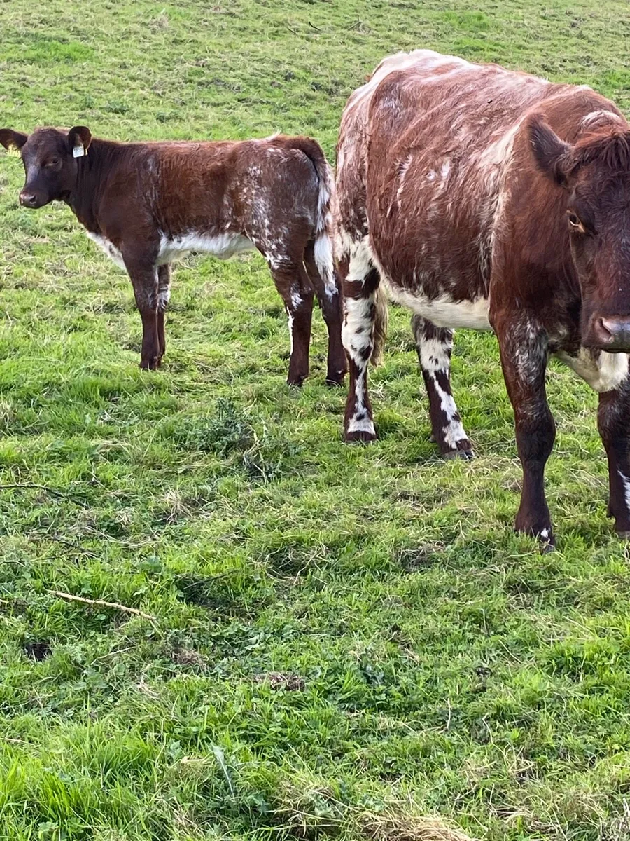 🌟CRACKING SHORTHORN SUCKLER 🌟 - Image 3