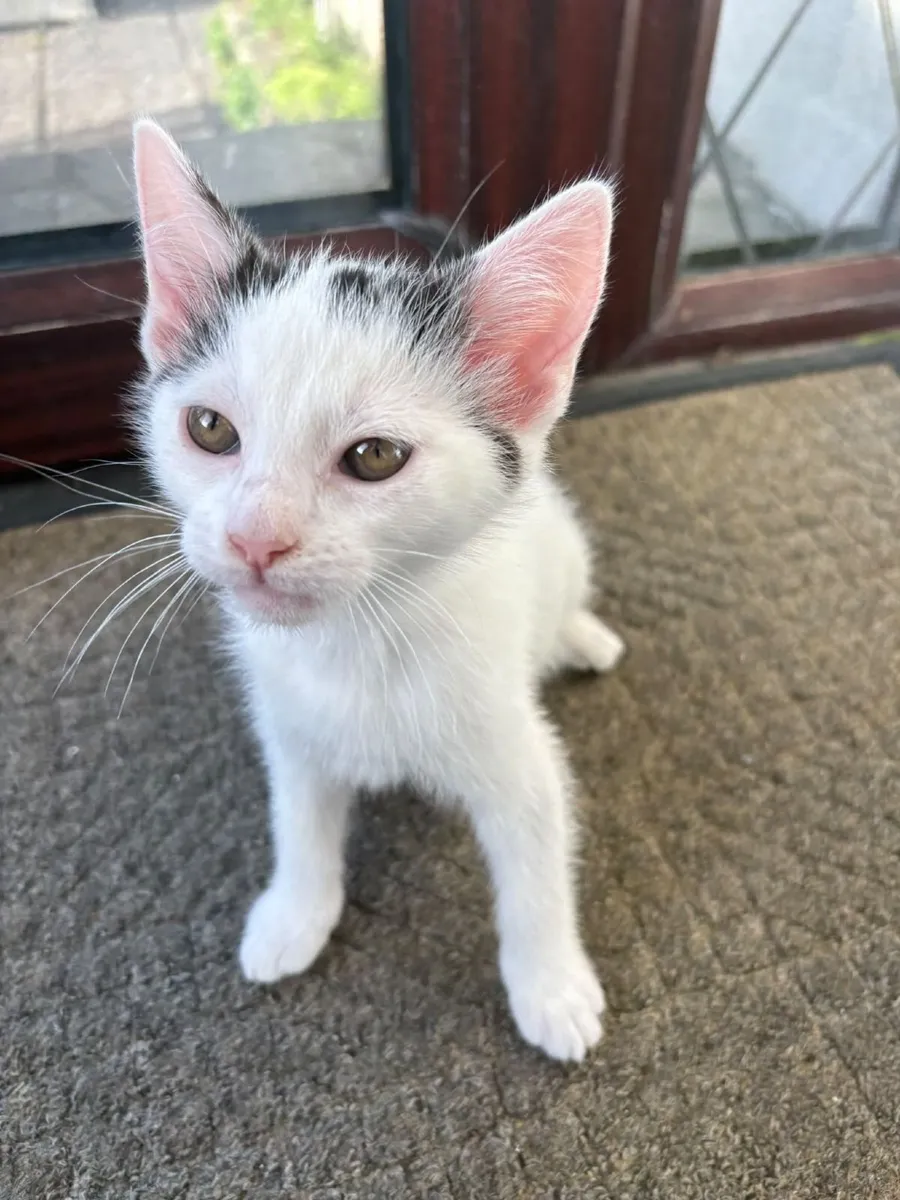 Kittens free to good home - Image 2