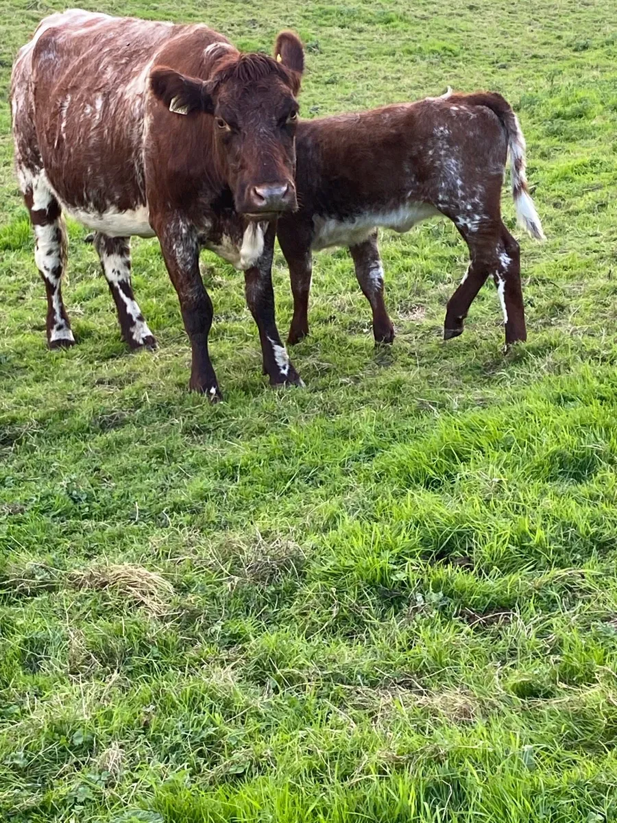 🌟CRACKING SHORTHORN SUCKLER 🌟 - Image 4