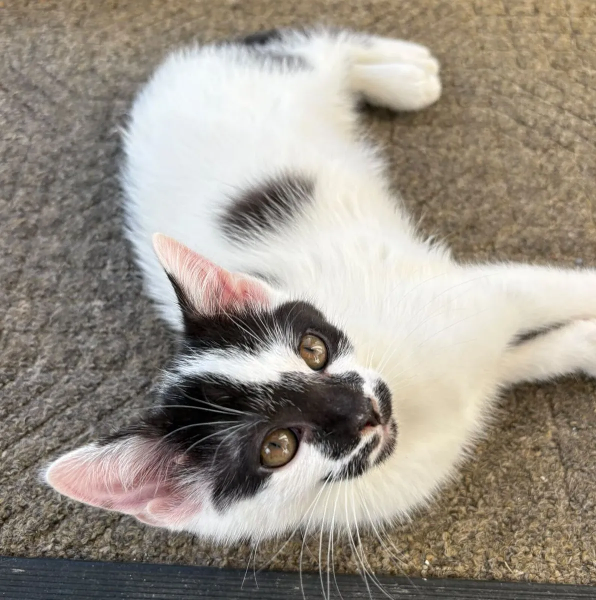 Kittens free to good home - Image 3