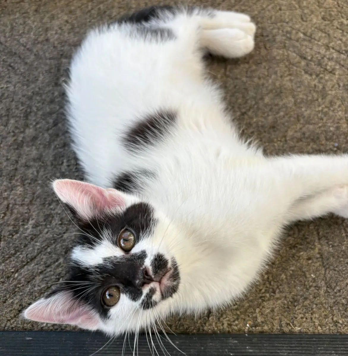 Kittens free to good home - Image 1
