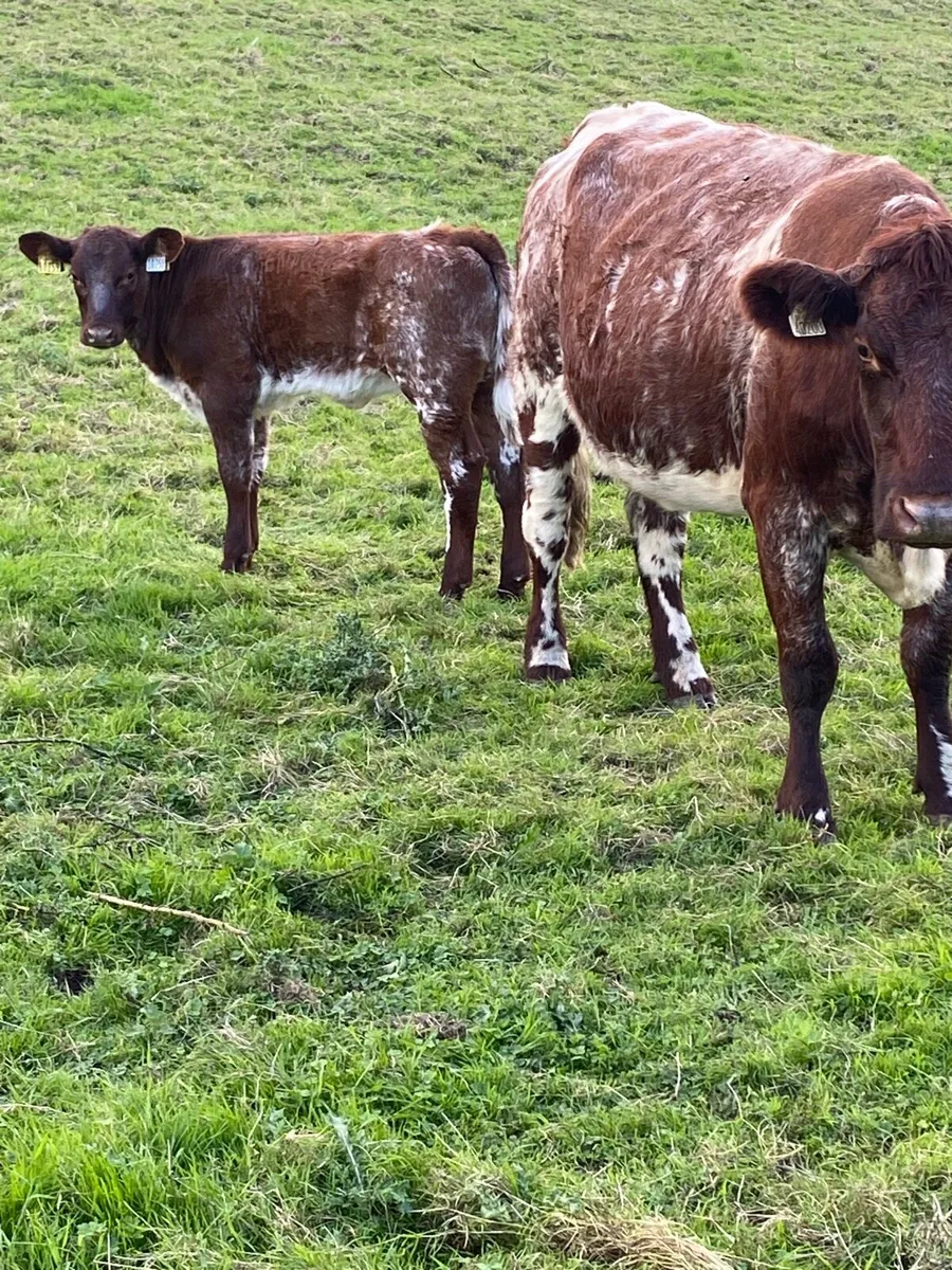 🌟CRACKING SHORTHORN SUCKLER 🌟 - Image 2