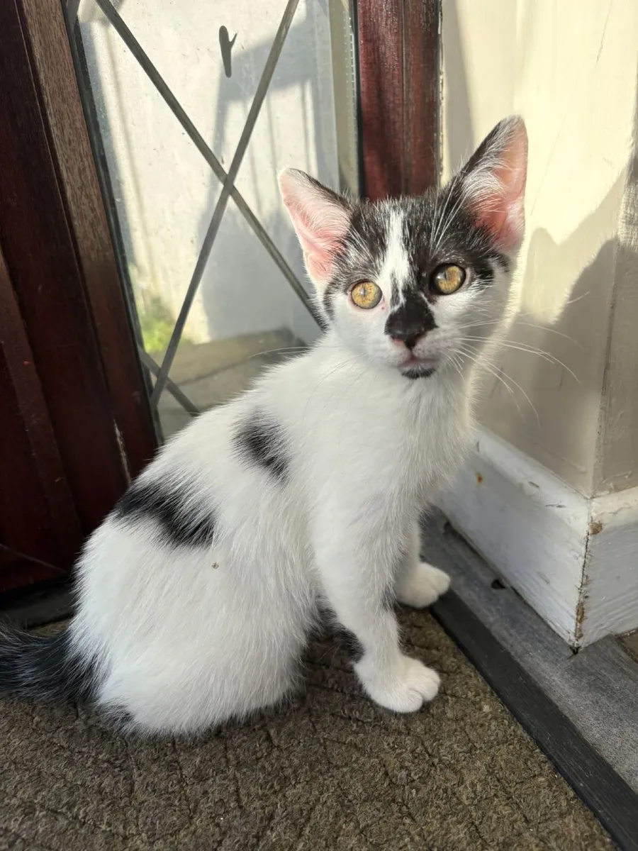 Kittens free to good home - Image 4