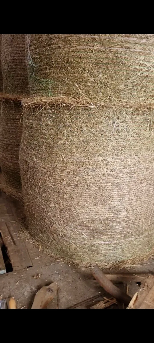 HAY - Image 3