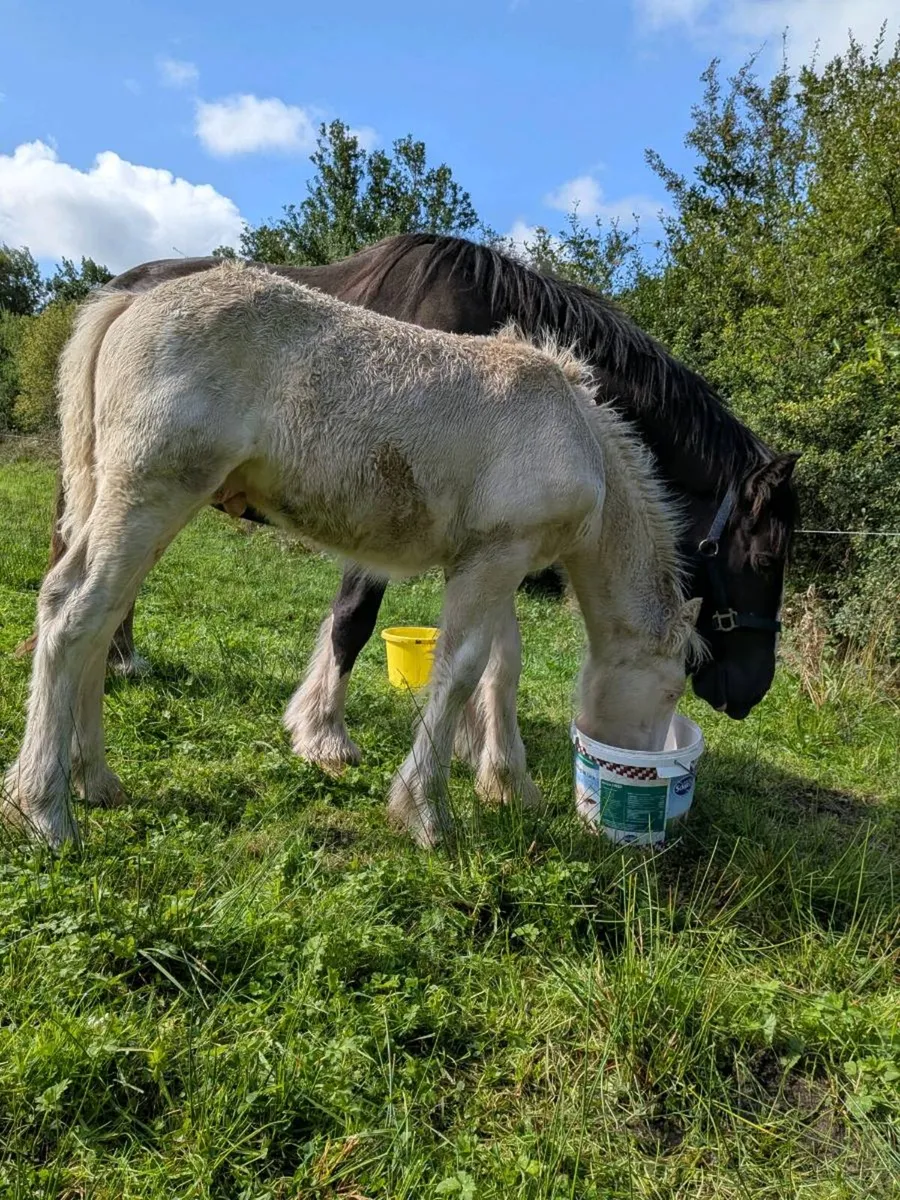 Colt foal - Image 2