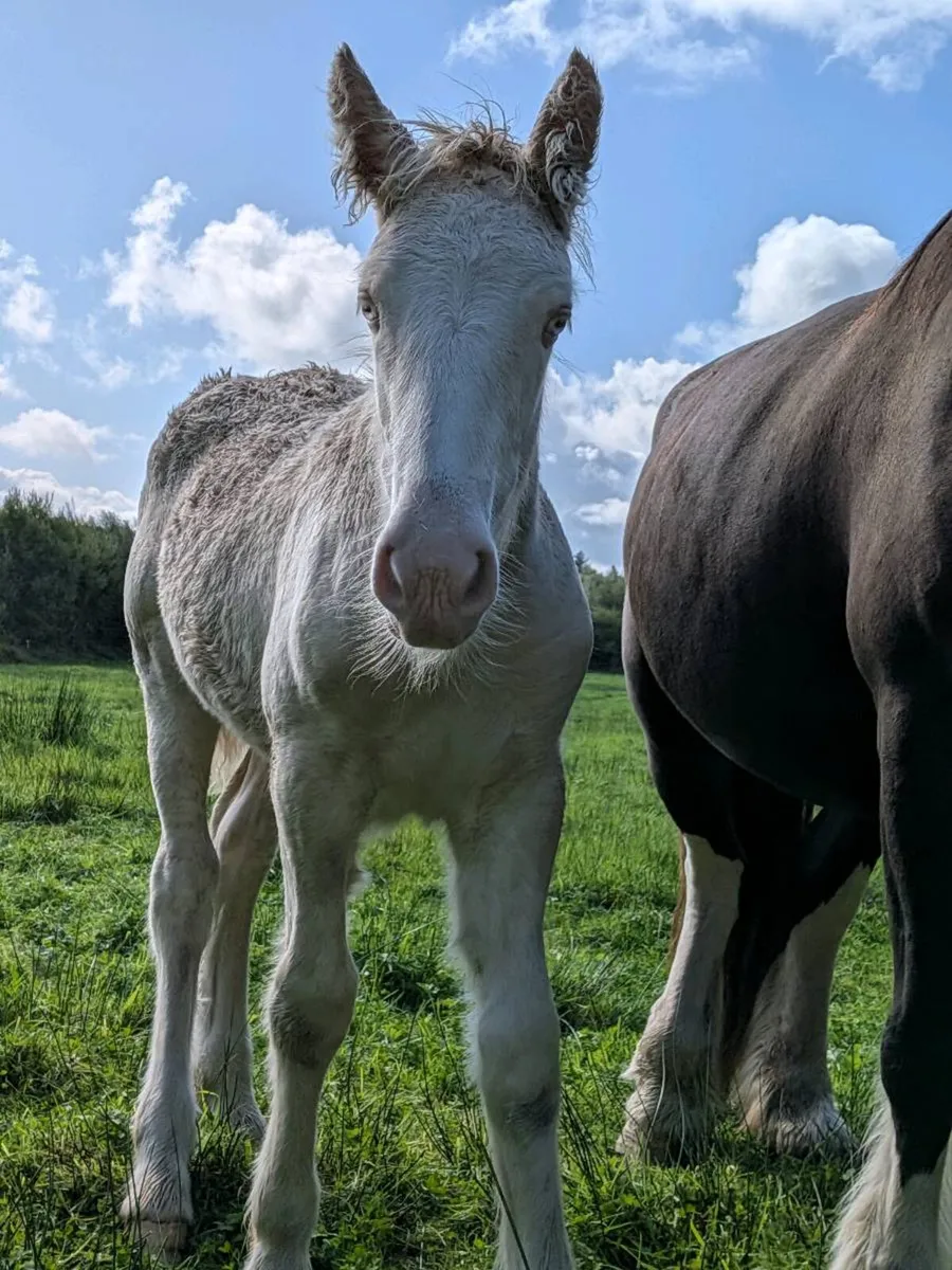 Colt foal - Image 3