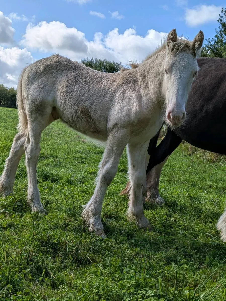 Colt foal - Image 4