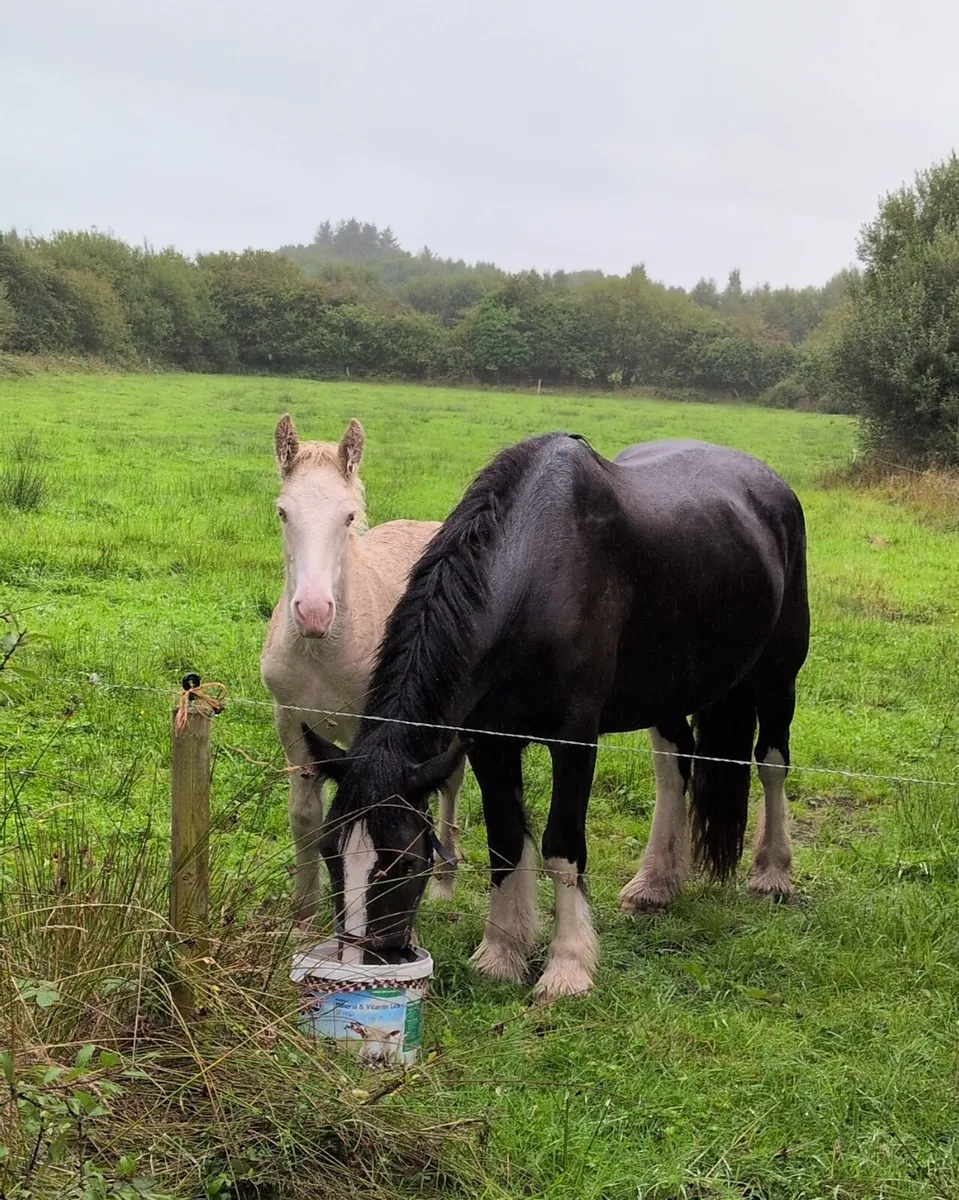 Colt foal - Image 1