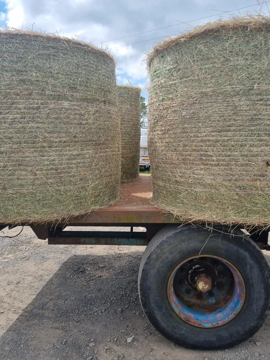 HAY - Image 4
