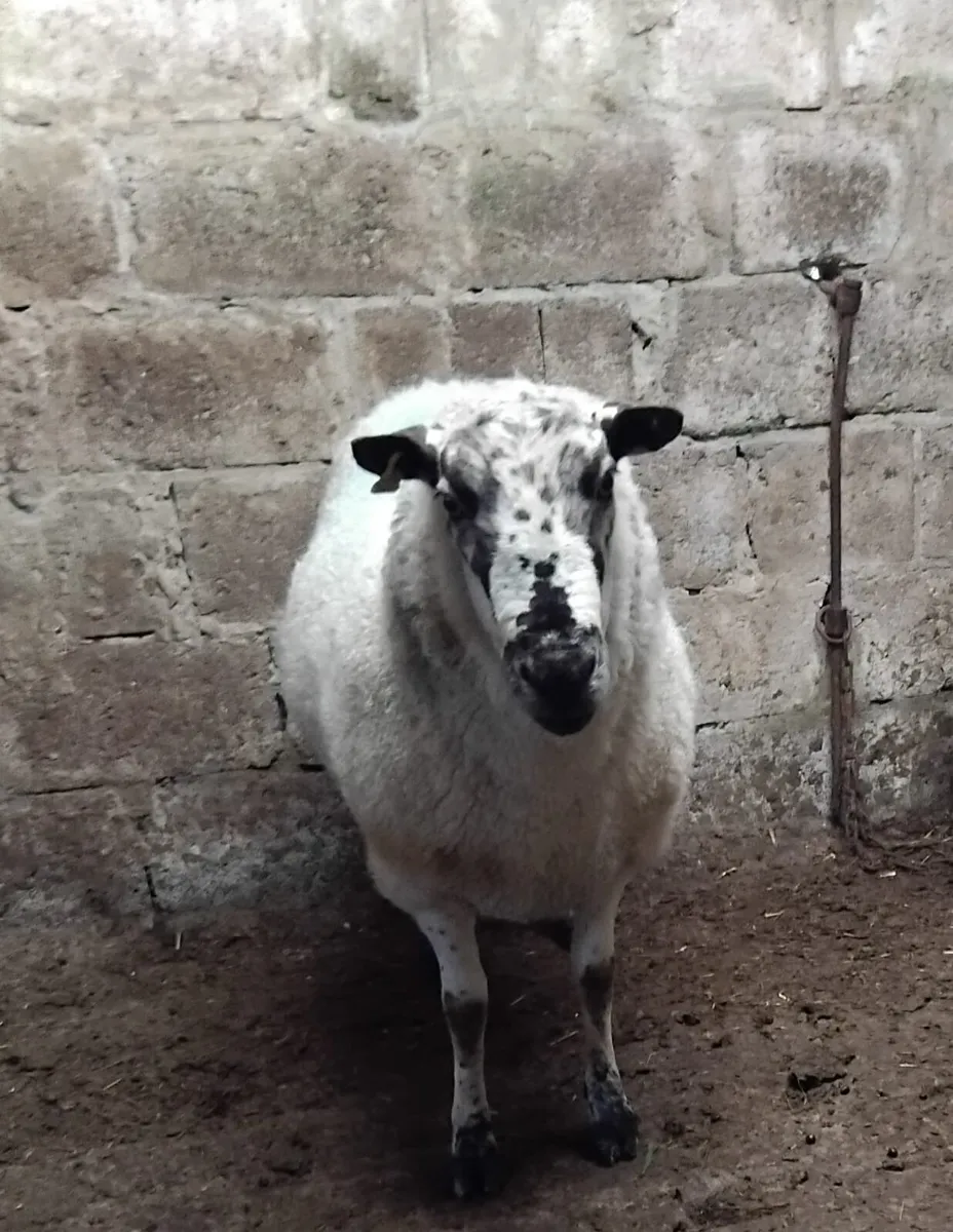 Ram - Image 1
