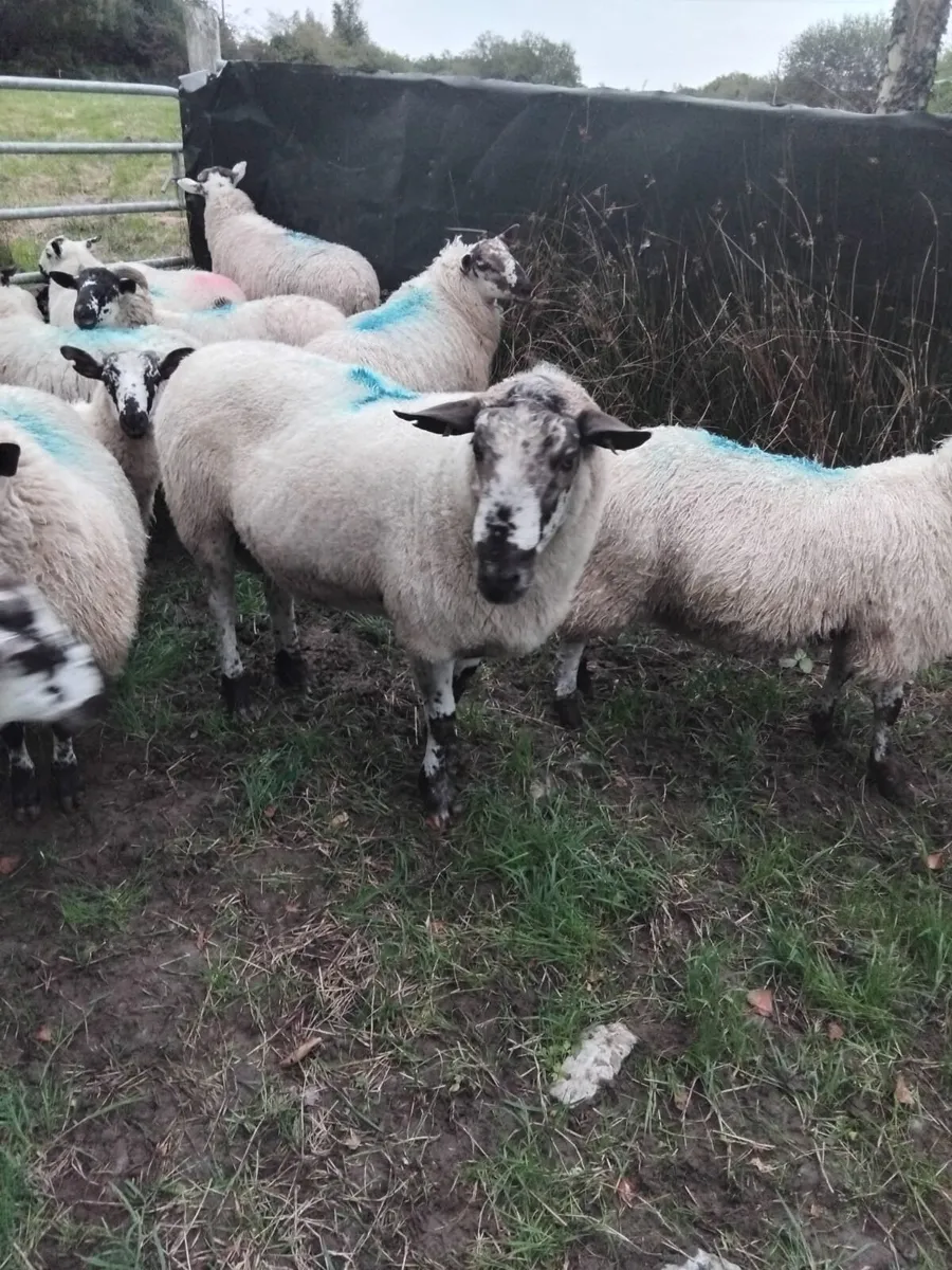 Ram - Image 2