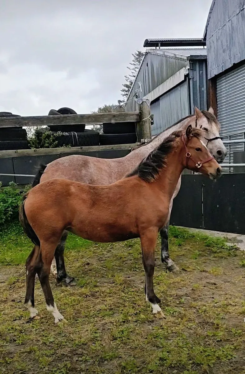 🍀Top class 6 month old filly 🍀 - Image 3