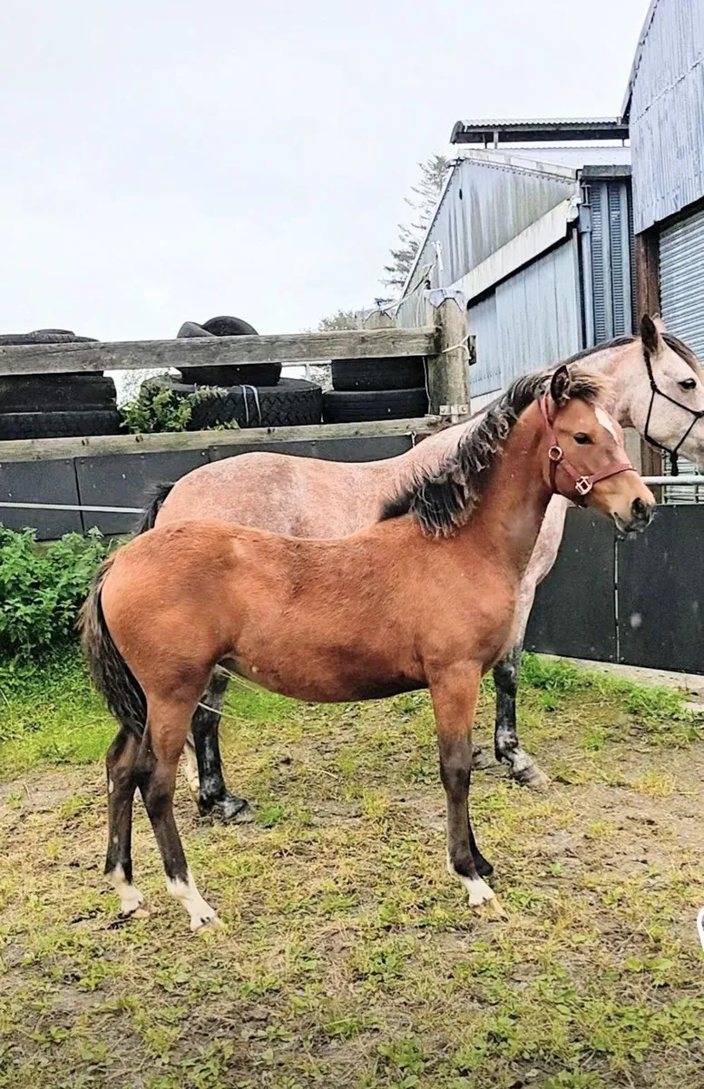 🍀Top class 6 month old filly 🍀 - Image 2