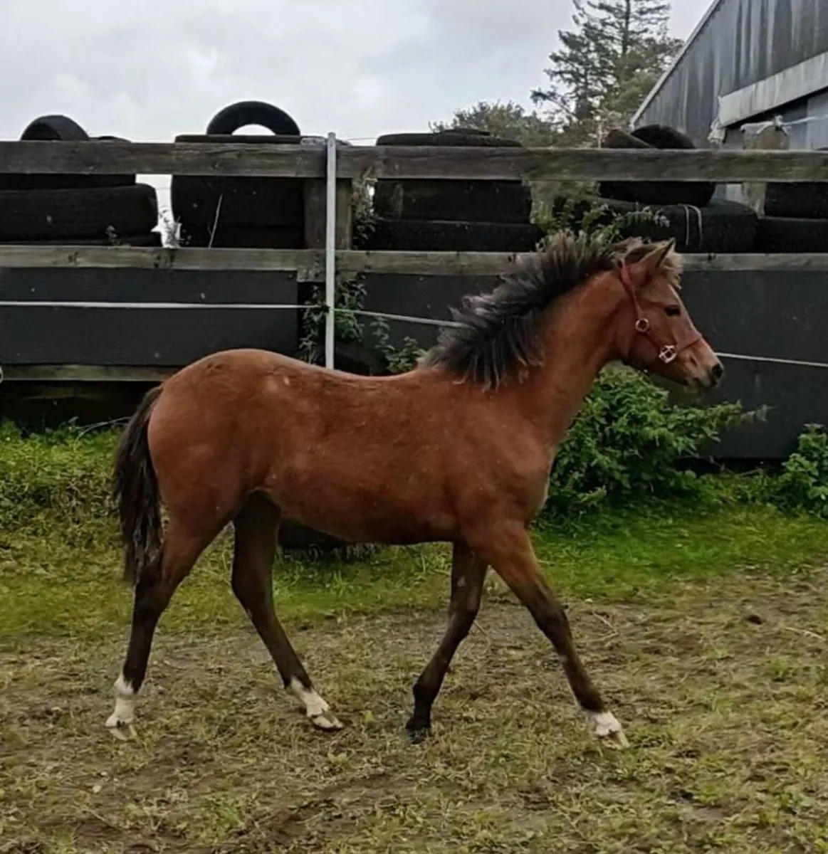🍀Top class 6 month old filly 🍀 - Image 4