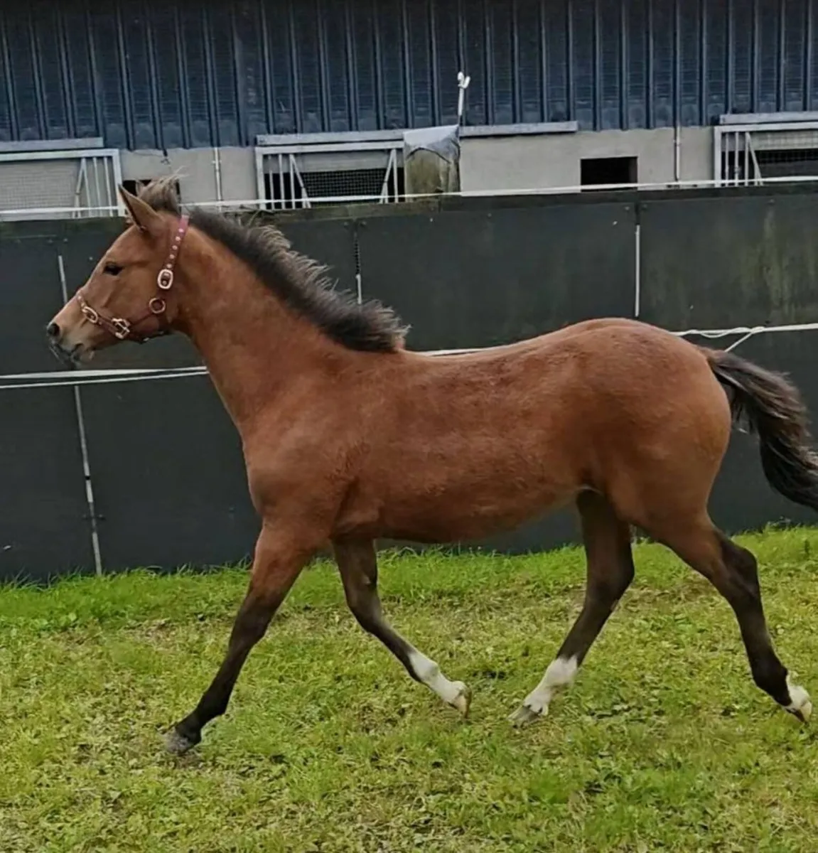 🍀Top class 6 month old filly 🍀 - Image 1