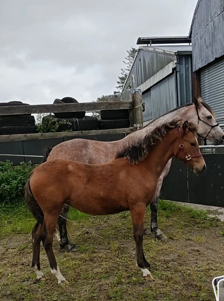 Top prospect connemara pony filly - Image 3