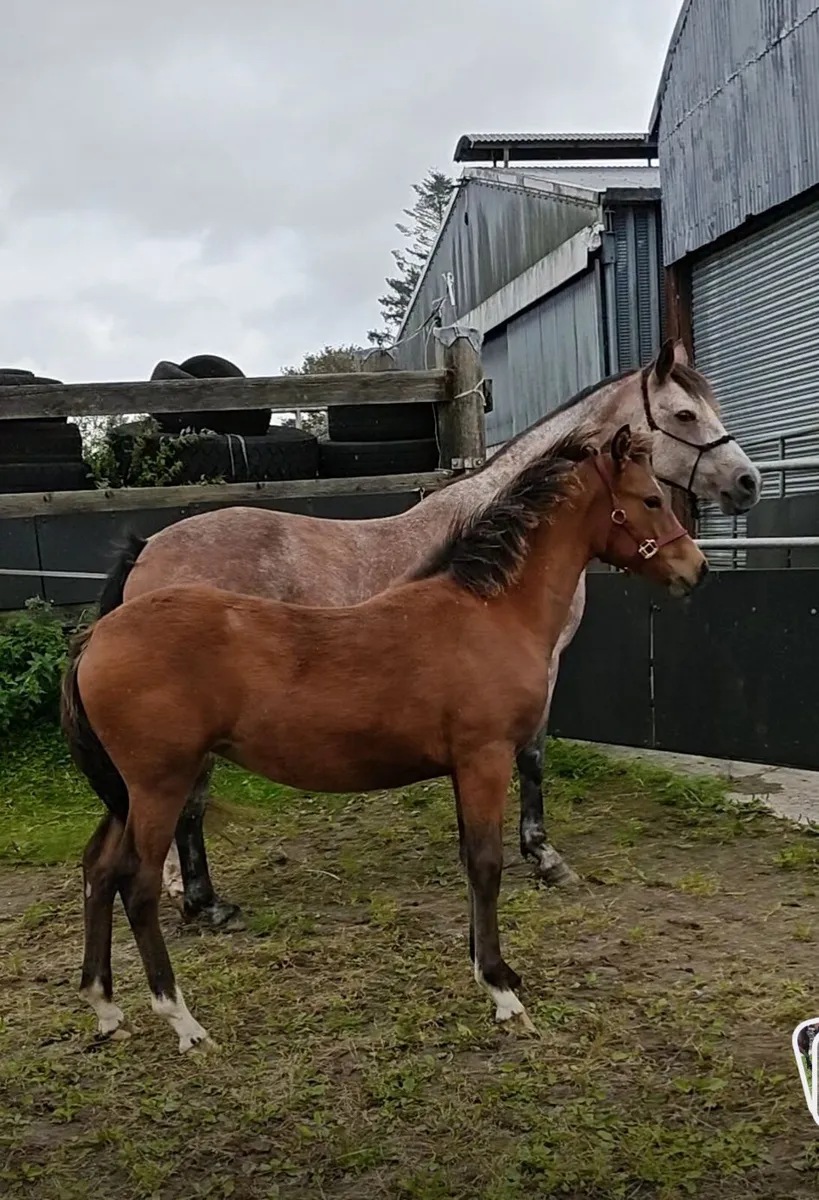 Top prospect connemara pony filly - Image 2