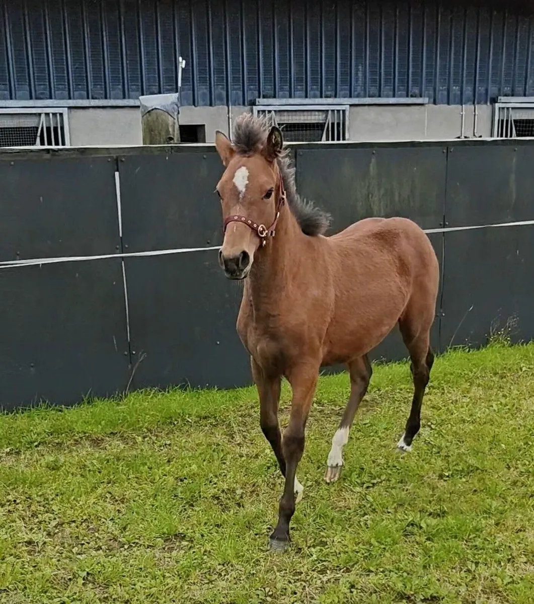Top prospect connemara pony filly - Image 4