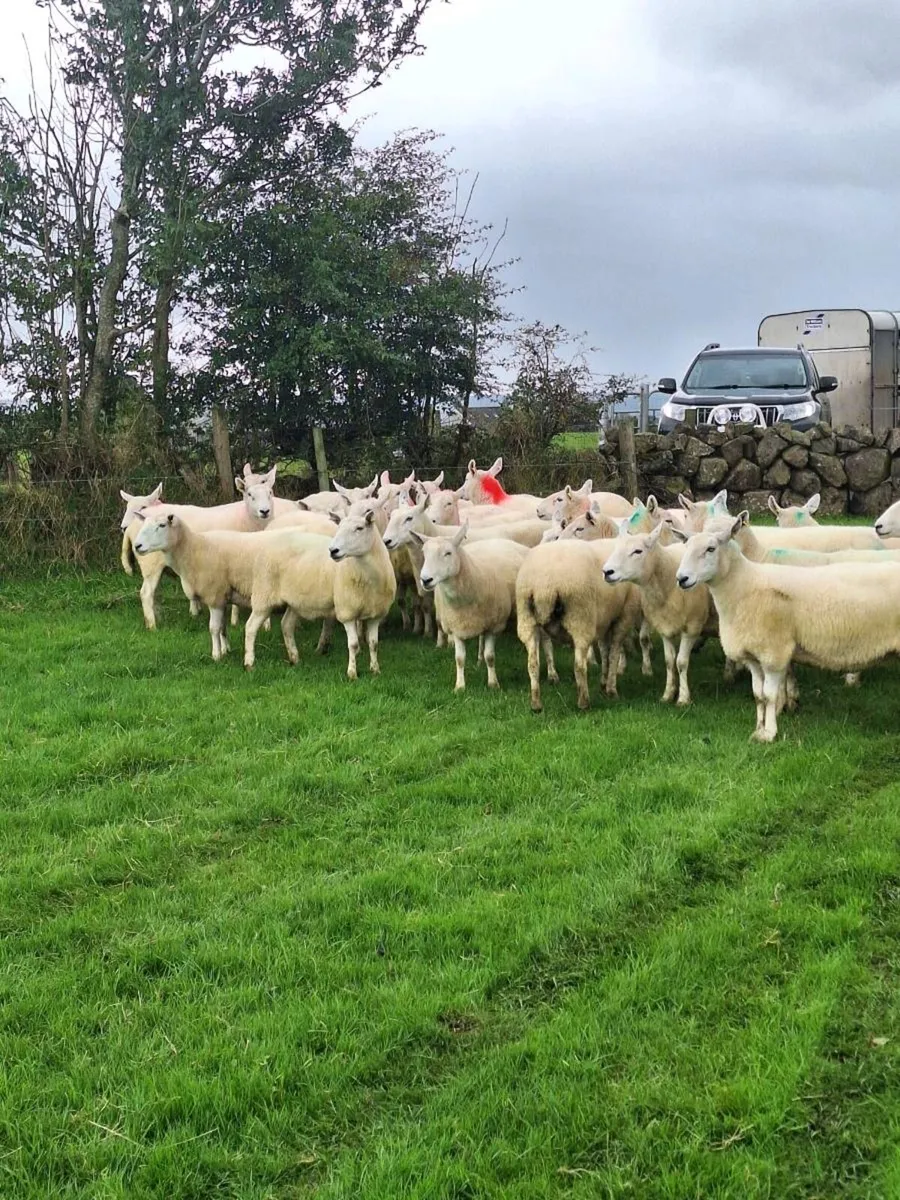 Wicklow cheviot ewes - Image 2