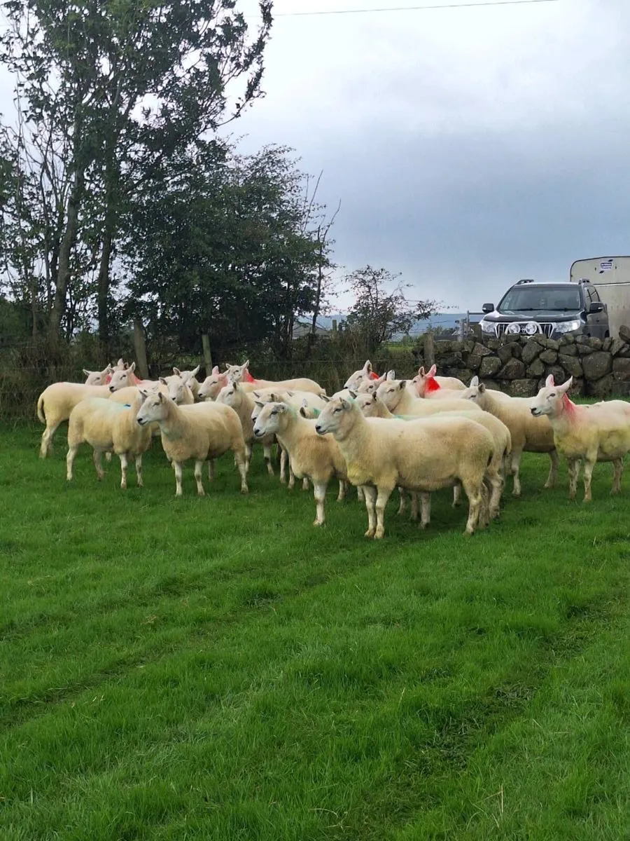 Wicklow cheviot ewes - Image 3